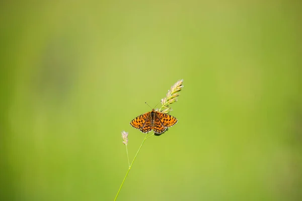 Beau Papillon Sur Herbe Verte — Photo