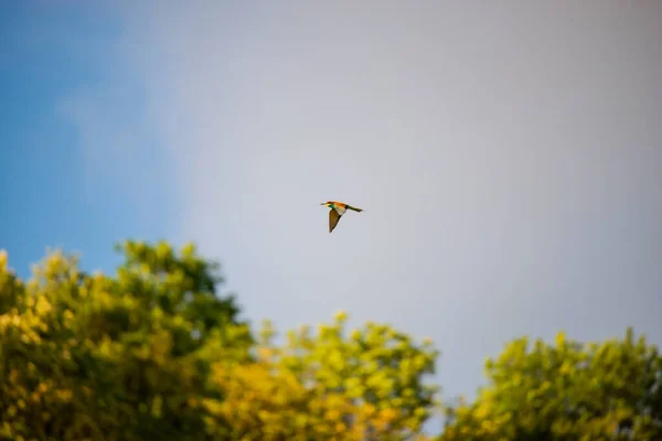 Pescăruşul Zburând Cer — Fotografie, imagine de stoc