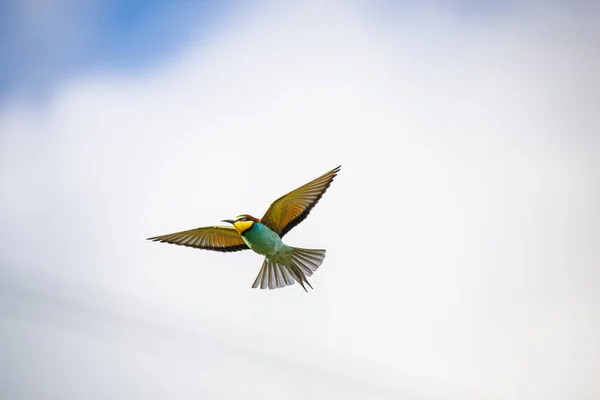 Hummingbird Flight Blue Background — Stock Photo, Image