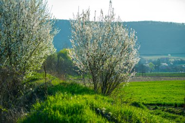 İlkbaharda çiçek açan elma ağacı