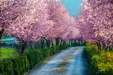 Parktaki sakura ağaçları. Doğadaki bitki örtüsü, yoldaki 