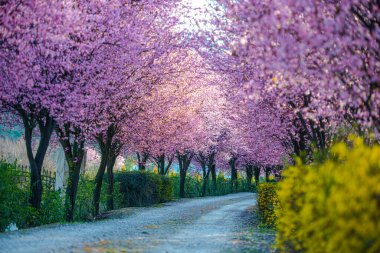 Çiçekli sakura ile güzel bir yol manzarası