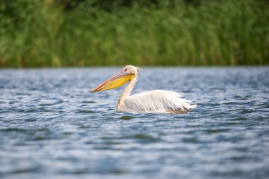 Tuna deltasında pelikan