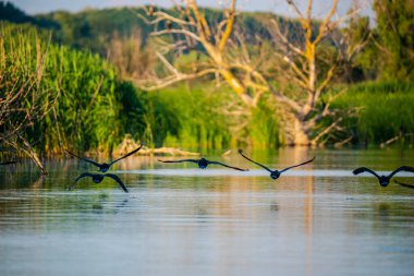 Gölde büyük bir balıkçıl