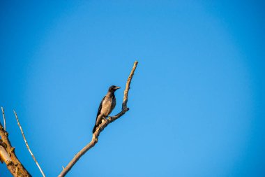 İlkbaharda uçan kuş