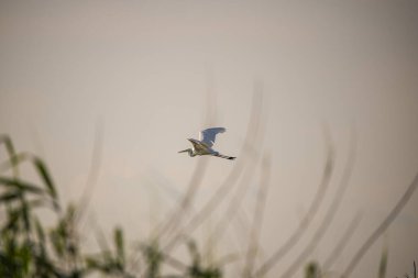 Baharda uçan bir kuş