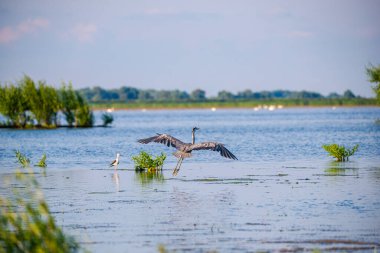 Leylek kanatlarını açarak havalanacak.