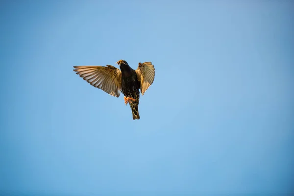 Άποψη Του Πτηνού Κατά Την Πτήση Στον Ουρανό — Φωτογραφία Αρχείου