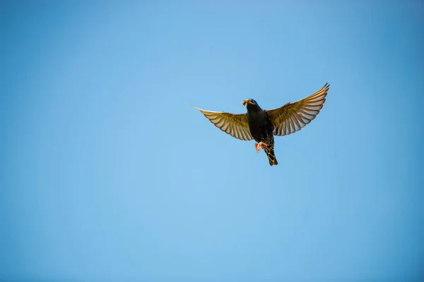Möwe Fliegt Flug Himmel — Stockfoto