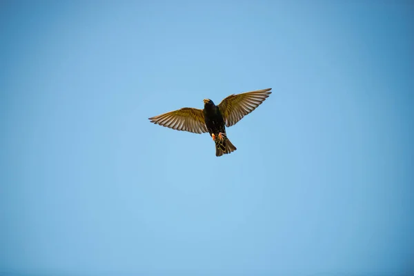 Möwe Fliegt Gegen Blauen Himmel — Stockfoto