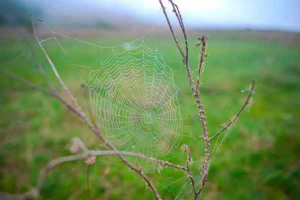 Pânză Păianjen Picături Rouă Copac — Fotografie, imagine de stoc