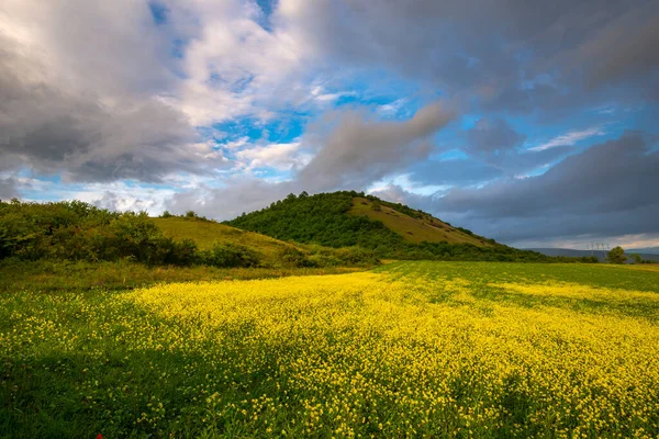 Schöne Landschaft Mit Blumen Und Grünem Gras — Stockfoto