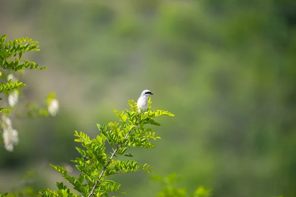 Ave Bosque —  Fotos de Stock