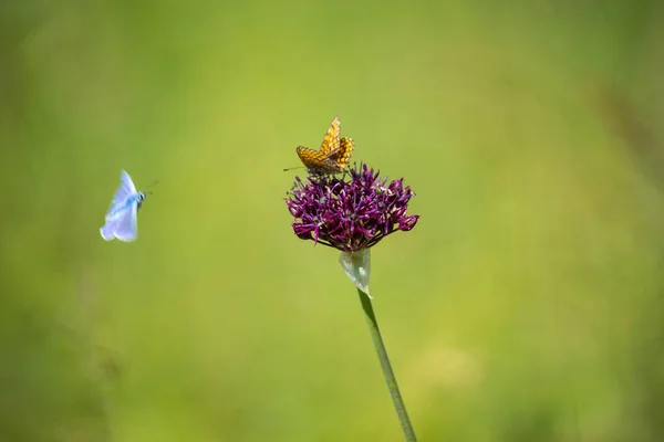 Bourdon Sur Une Fleur — Photo