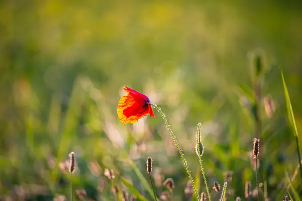Červený Mák Květiny Poli — Stock fotografie
