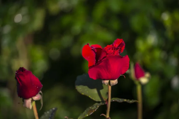 庭の美しい赤いバラを間近に見ることができます — ストック写真