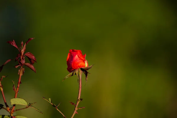 Красная Роза Зеленом Фоне — стоковое фото