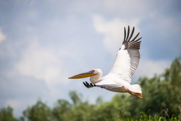 Pelikan Landet Auf Seewasser — Stockfoto