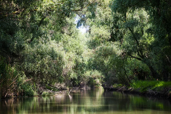 Краєвид Річкою Деревами — стокове фото
