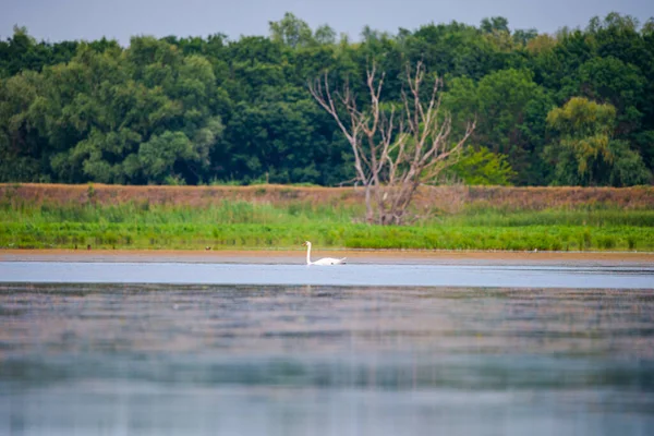 Mooie Zwaan Zwemmen Vijver — Stockfoto