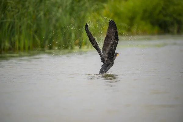 Pelikán Repülés Közben Moremi Vadrezervátumban Okavango Delta Folyó Nemzeti Park — Stock Fotó