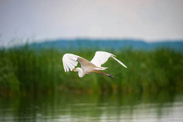 Aves Pelícanas Voladoras Sobre Agua Del Lago — Foto de Stock