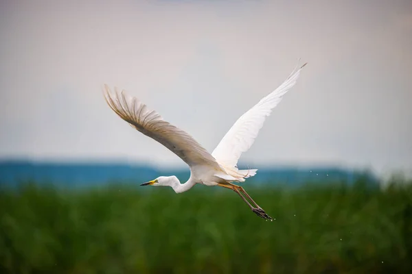 Gaviota Volando Vuelo Sobre Lago — Foto de Stock