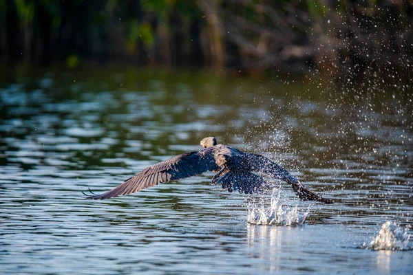 Egy Nagy Foltos Pelikán Moremi Vadrezervátumban Okavango Folyó Delta Nemzeti — Stock Fotó