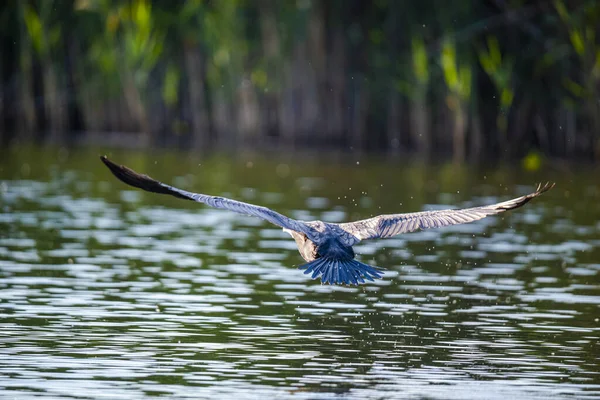 Pelícano Vuelo Delta Del Danubio —  Fotos de Stock