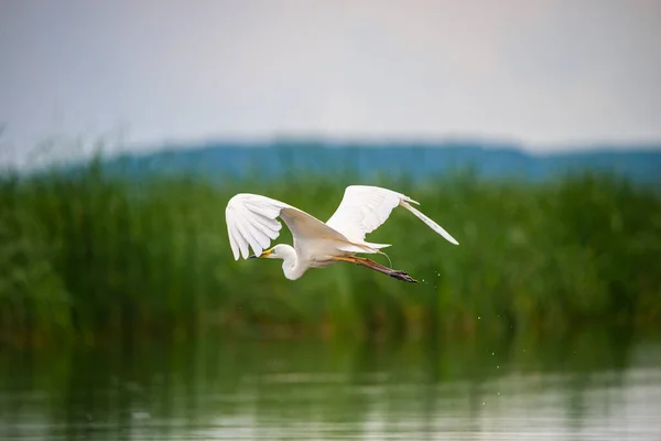 Aves Pelícanas Voladoras Sobre Agua Del Lago Fotos de stock libres de derechos