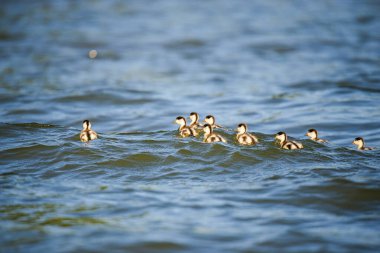 Güzel ördek yavruları gölette yüzüyor. 