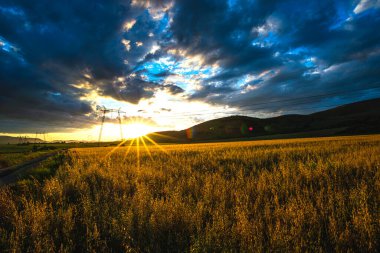 Buğday tarlasında bulutlu günbatımı gökyüzü