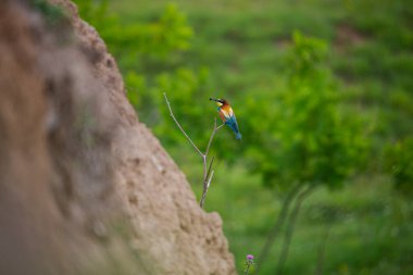 Dalda oturan küçük kuşun görüntüsü