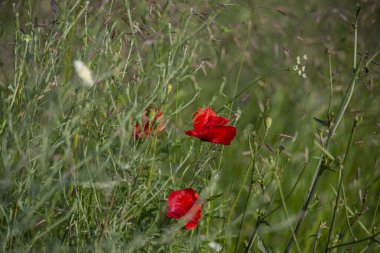 tarlada kırmızı gelincikler, çimenlerde kırmızı çiçekler 