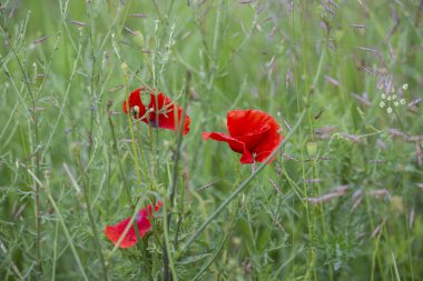 tarlada kırmızı gelincikler, çimenlerde kırmızı çiçekler 