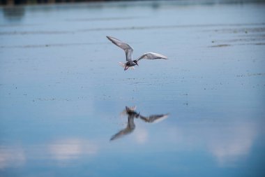 Martı gökyüzünde uçuyor.