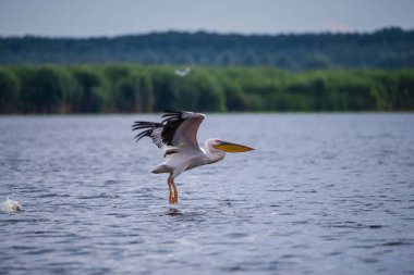 Pelikan kuşu göl suyuna iniyor. 
