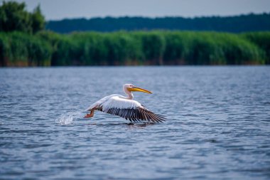 Göl suyuna inen pelikan kuşu, büyük gaga hayvanı