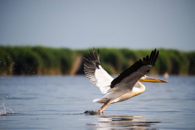 Göl suyundaki büyük pelikan, uçan kanatlar 