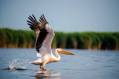 Göl suyundaki büyük pelikan, uçan kanatlar 