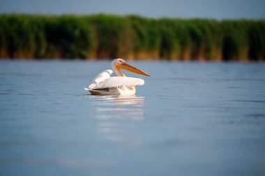 Doğadaki pelikan kuşu, göldeki büyük gaga hayvanı. 