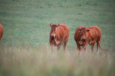 Şirin kahverengi inekler çimlerde toplanıyor.