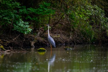 Büyük balıkçıl, balıkçıl kuş orman doğası.