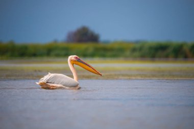 beyaz pelikan gölü suyu