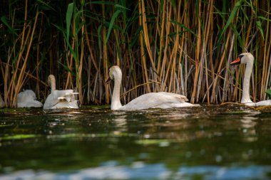 Gölde beyaz kuğular