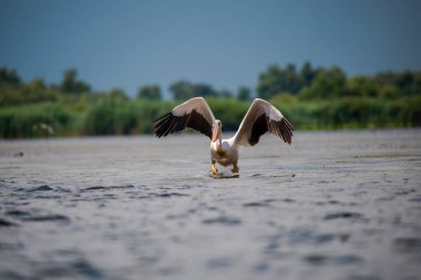 Pelikan kuşu gölet suyunun üzerinde açık havada uçuyor 