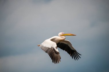 Büyük gagalı ve gökyüzünde uçan kanatlı pelikan kuşu.
