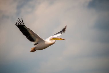 Büyük gagalı ve gökyüzünde uçan kanatlı pelikan kuşu.