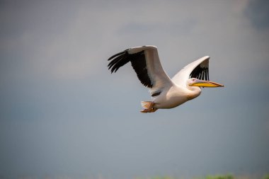 Büyük gagalı ve gökyüzünde uçan kanatlı pelikan kuşu.