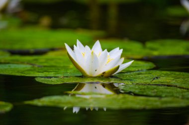 Gölet suyunda beyaz nilüfer çiçeği 